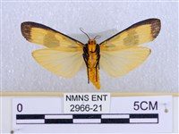 閃光苔蛾藏品圖，第2張