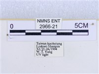 閃光苔蛾藏品圖，第3張