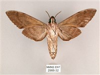 細斜紋霜天蛾藏品圖，第2張