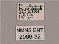 細斜紋霜天蛾藏品圖，第3張