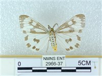 粉蝶燈蛾藏品圖，第1張