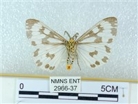 粉蝶燈蛾藏品圖，第2張