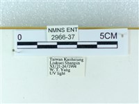 粉蝶燈蛾藏品圖，第3張