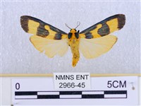 閃光苔蛾藏品圖，第1張