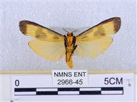 閃光苔蛾藏品圖，第2張