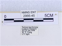 閃光苔蛾藏品圖，第3張