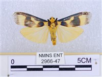 閃光苔蛾藏品圖，第1張