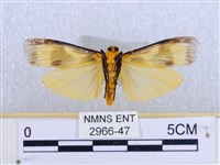 閃光苔蛾藏品圖，第2張