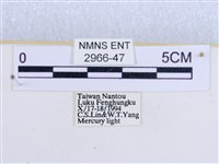 閃光苔蛾藏品圖，第3張