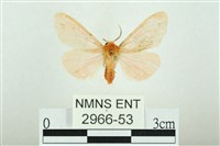 三條橙燈蛾藏品圖，第1張