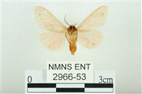 三條橙燈蛾藏品圖，第2張