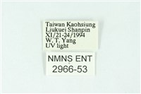 三條橙燈蛾藏品圖，第3張