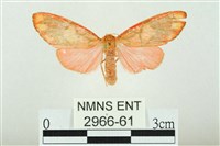 三色豔苔蛾藏品圖，第1張