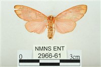 三色豔苔蛾藏品圖，第2張