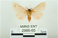 三條橙燈蛾藏品圖，第2張