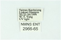 三條橙燈蛾藏品圖，第3張