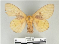 青枯葉蛾藏品圖，第1張