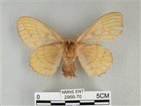 青枯葉蛾藏品圖，第2張