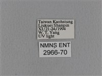 青枯葉蛾藏品圖，第3張