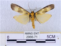 閃光苔蛾藏品圖，第2張