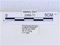 閃光苔蛾藏品圖，第3張