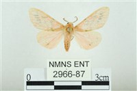 三條橙燈蛾藏品圖，第1張