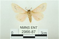 三條橙燈蛾藏品圖，第2張