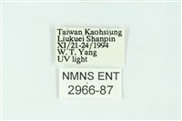 三條橙燈蛾藏品圖，第3張