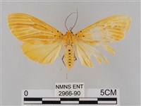 橙擬燈蛾藏品圖，第1張