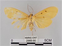 橙擬燈蛾藏品圖，第2張