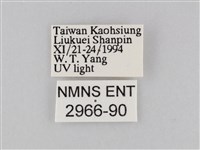 橙擬燈蛾藏品圖，第3張