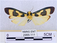 閃光苔蛾藏品圖，第1張