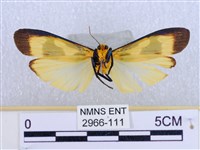 閃光苔蛾藏品圖，第2張