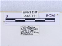 閃光苔蛾藏品圖，第3張