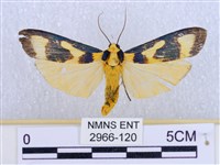 閃光苔蛾藏品圖，第1張