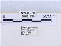 閃光苔蛾藏品圖，第3張