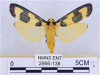 閃光苔蛾藏品圖，第1張