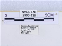 閃光苔蛾藏品圖，第3張