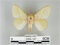 青枯葉蛾藏品圖，第1張