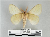 青枯葉蛾藏品圖，第2張