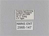 青枯葉蛾藏品圖，第3張