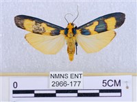 閃光苔蛾藏品圖，第1張