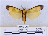 閃光苔蛾藏品圖，第2張