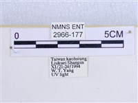 閃光苔蛾藏品圖，第3張