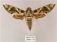 粉綠白腰天蛾藏品圖，第1張