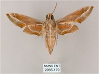 粉綠白腰天蛾藏品圖，第2張