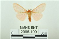 三條橙燈蛾藏品圖，第1張