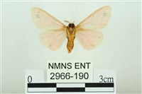 三條橙燈蛾藏品圖，第2張