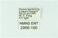 三條橙燈蛾藏品圖，第3張