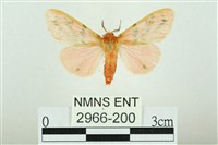 三條橙燈蛾藏品圖，第1張